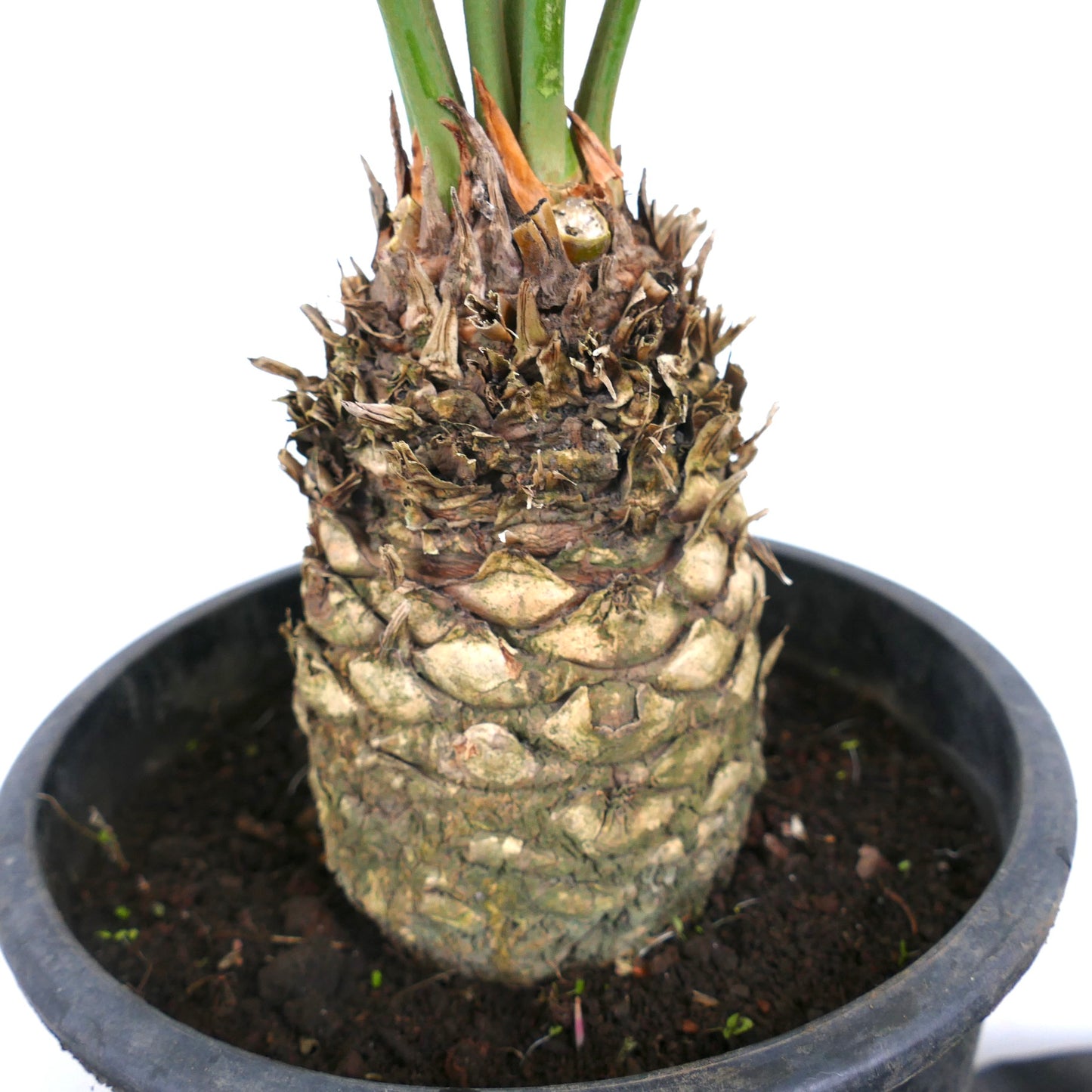 Cycas silvestris thick textured trunk with emerging green fronds in black pot
