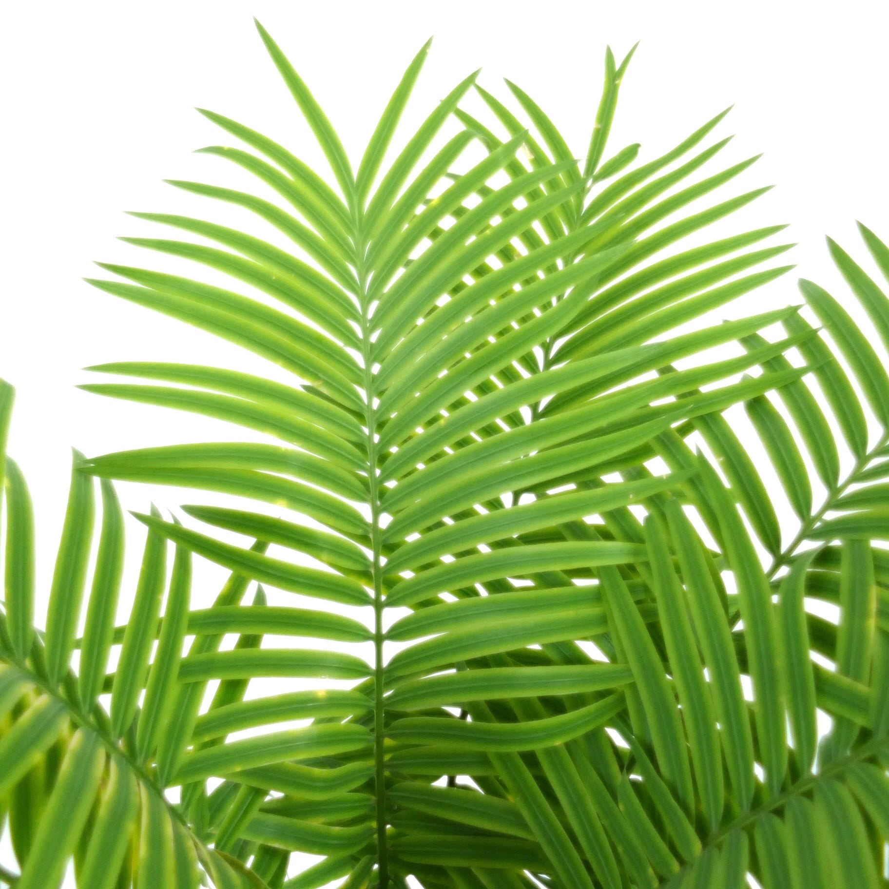 Cycas silvestris lush green pinnate leaves with smooth texture and vibrant color