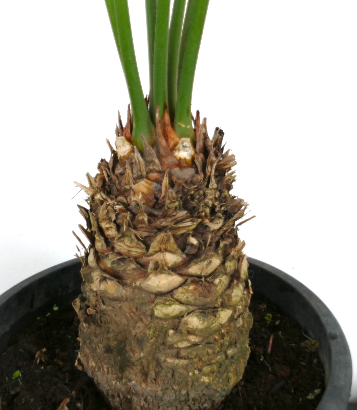 Cycas silvestris rare thick textured caudex with emerging green fronds in pot