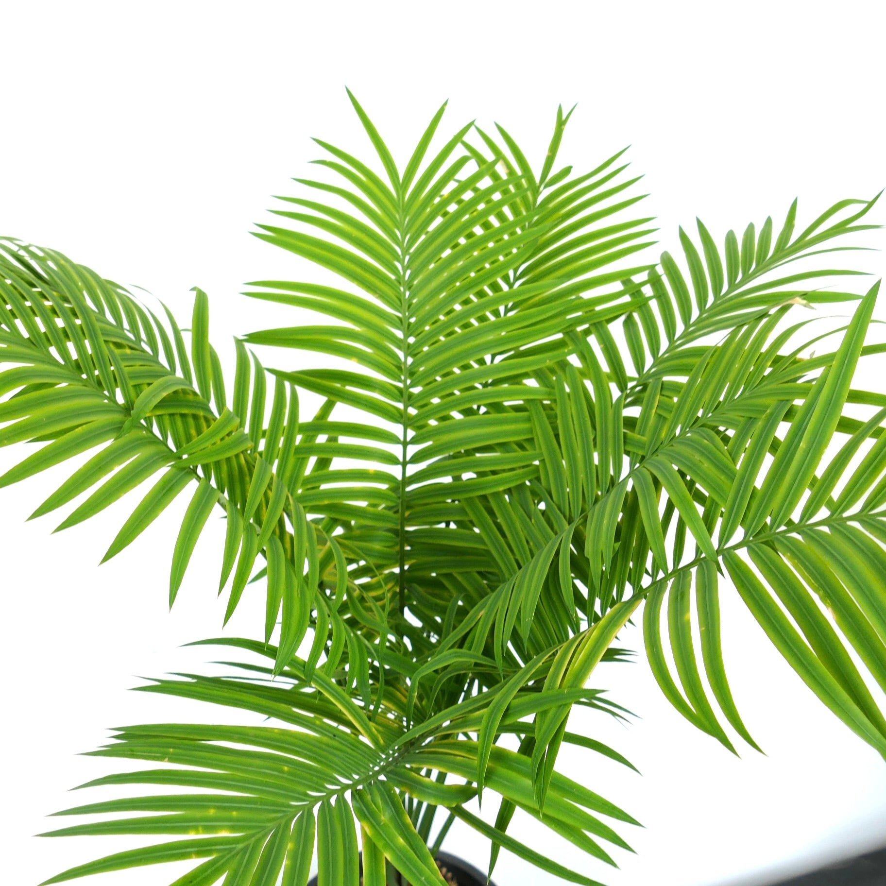 Cycas silvestris lush green pinnate leaves tropical ornamental plant specimen