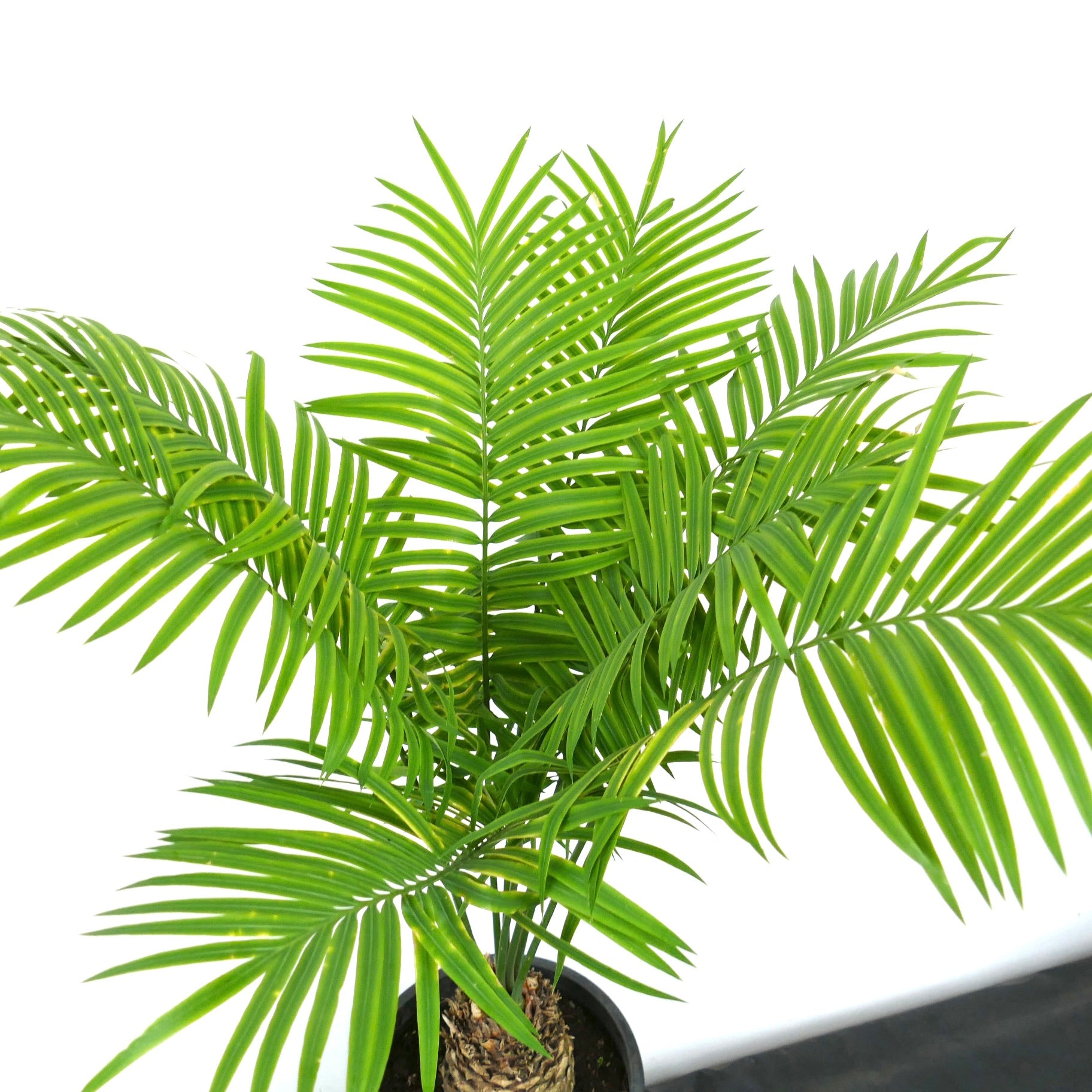 Cycas silvestris lush green pinnate leaves with textured trunk in black pot