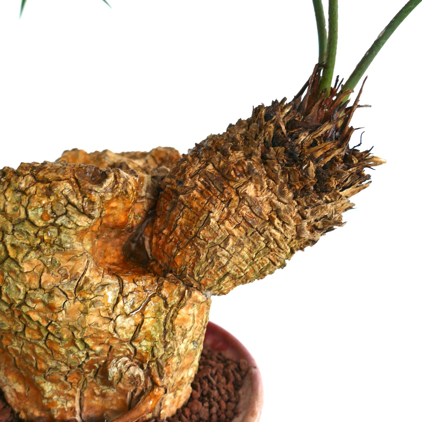 Cycas tropophylla (Ha Long Bay)