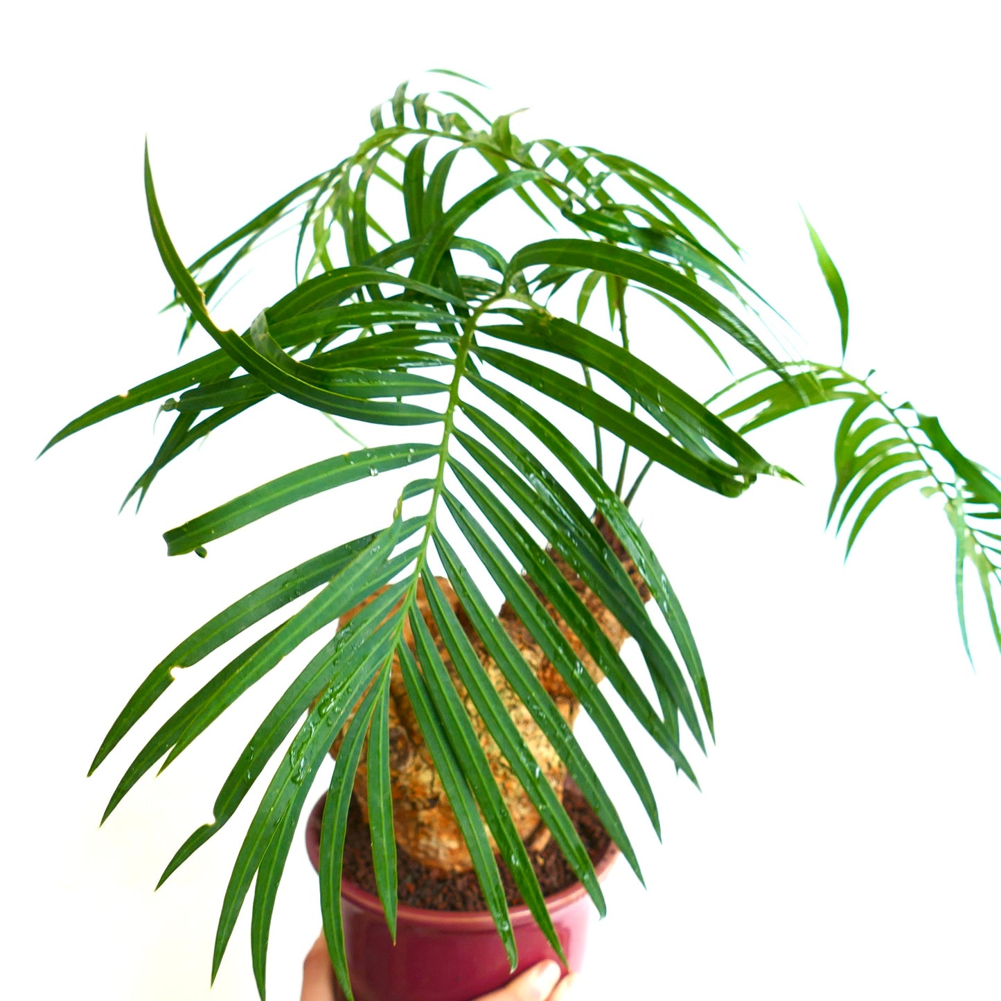 Cycas tropophylla (Ha Long Bay)