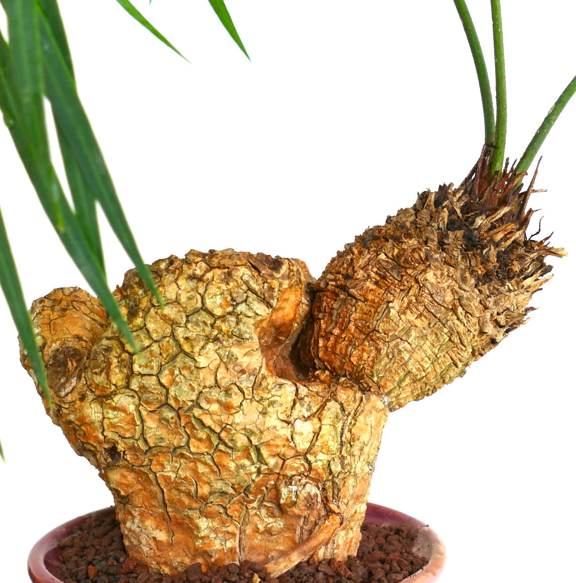 Cycas tropophylla (Ha Long Bay)