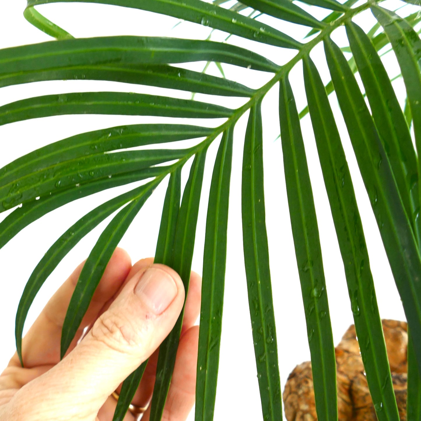 Cycas tropophylla (Ha Long Bay)