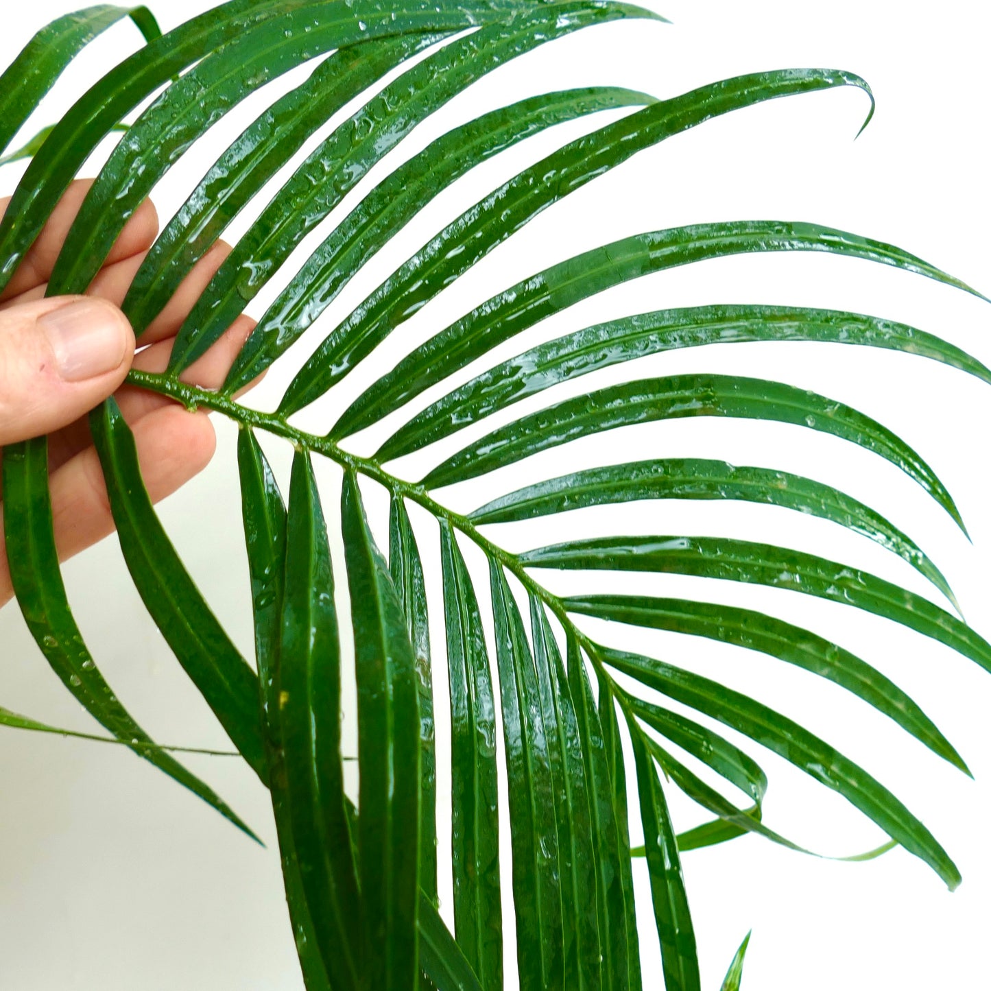 Cycas tropophylla (Ha Long Bay)
