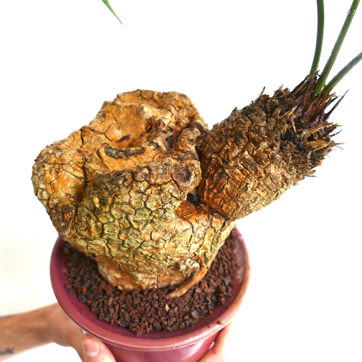 Cycas tropophylla (Ha Long Bay)