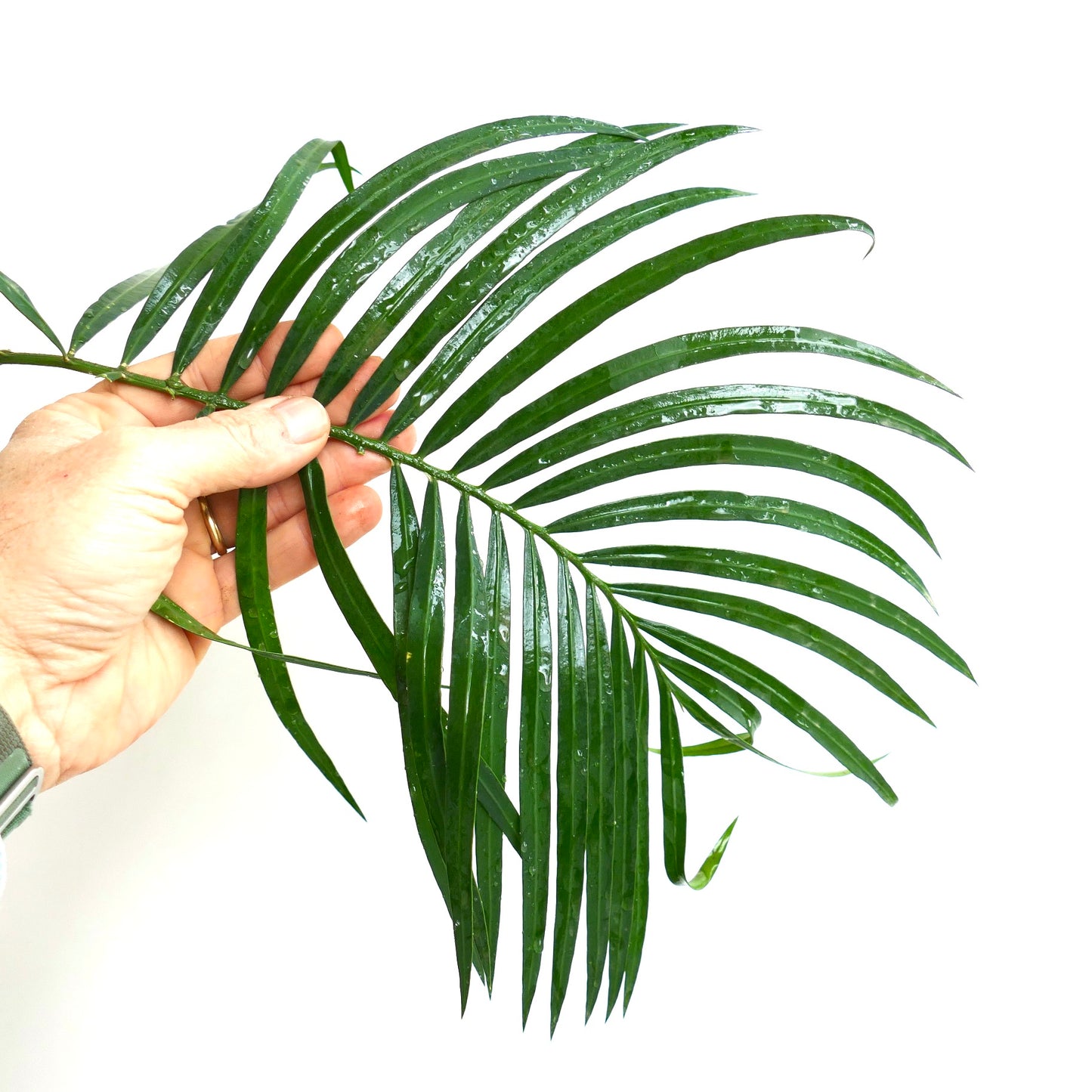 Cycas tropophylla (Ha Long Bay)