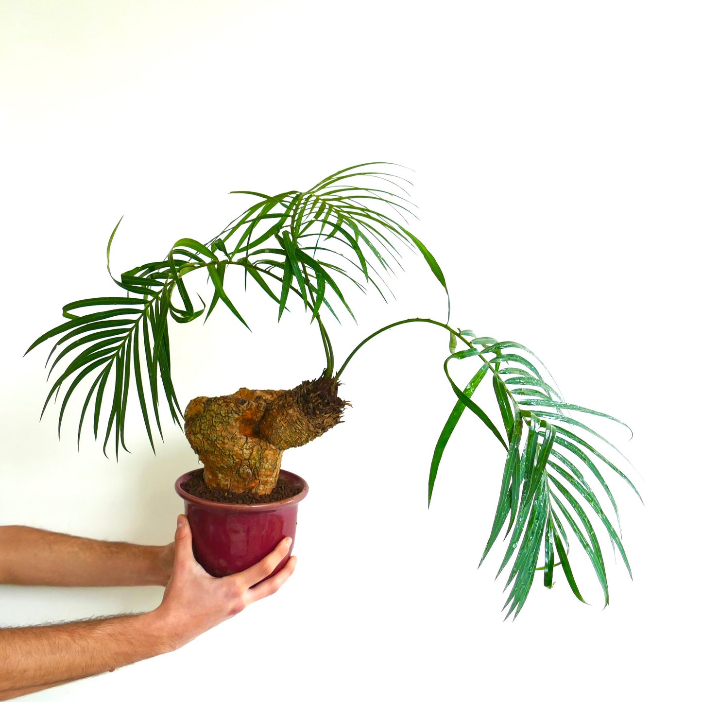 Cycas tropophylla (Ha Long Bay)