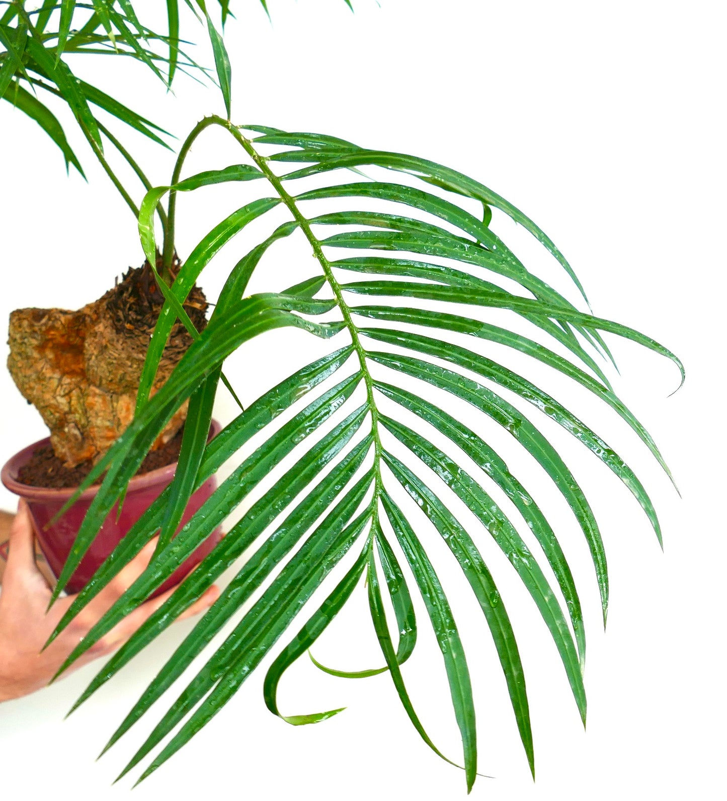 Cycas tropophylla (Ha Long Bay)