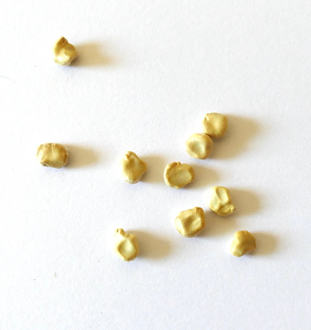 Cylindropuntia echinocarpa seeds on white background for cactus propagation