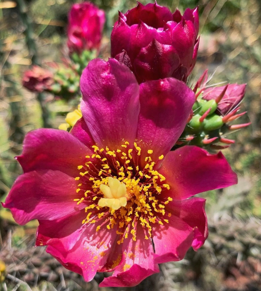 Cylindropuntia imbricata Kaktus mit lebhaften magentafarbenen Blütenblättern und leuchtend gelben Staubblättern, blühend im Freien