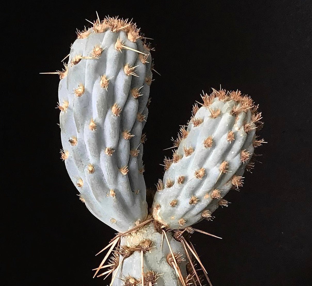 Cylindropuntia miquelii Kaktus mit bläulichen Stängeln und dichten goldenen Stacheln vor schwarzem Hintergrund