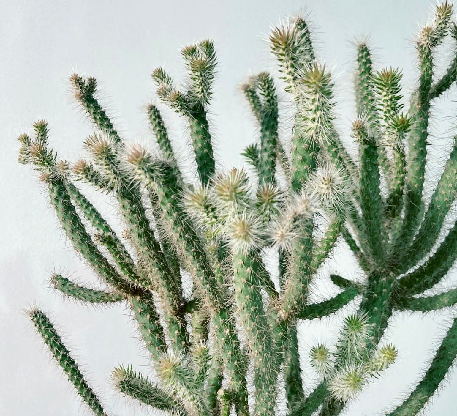 Cactus suculento verde denso Cylindropuntia spinosior con numerosas espinas blancas afiladas