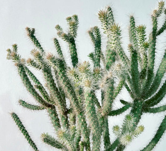 Cylindropuntia spinosior dichter grüner Sukkulenten-Kaktus mit zahlreichen scharfen weißen Dornen