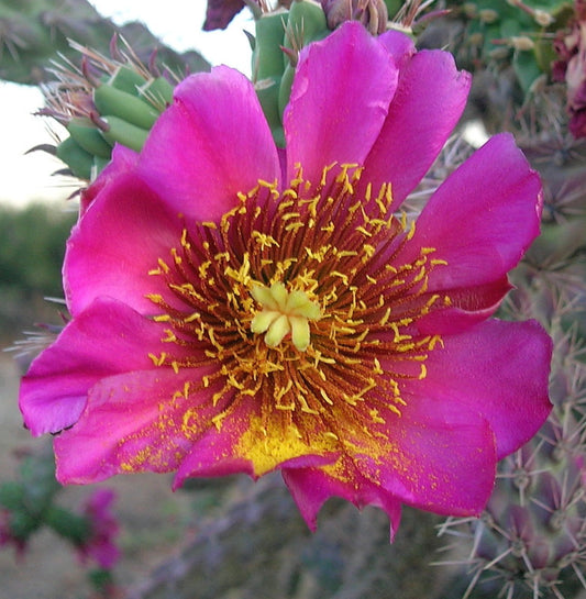 Cylindropuntia thurberi subsp. versicolor lebendig pinke Kaktusblüte mit gelben Staubgefäßen und stacheligen grünen Stängeln