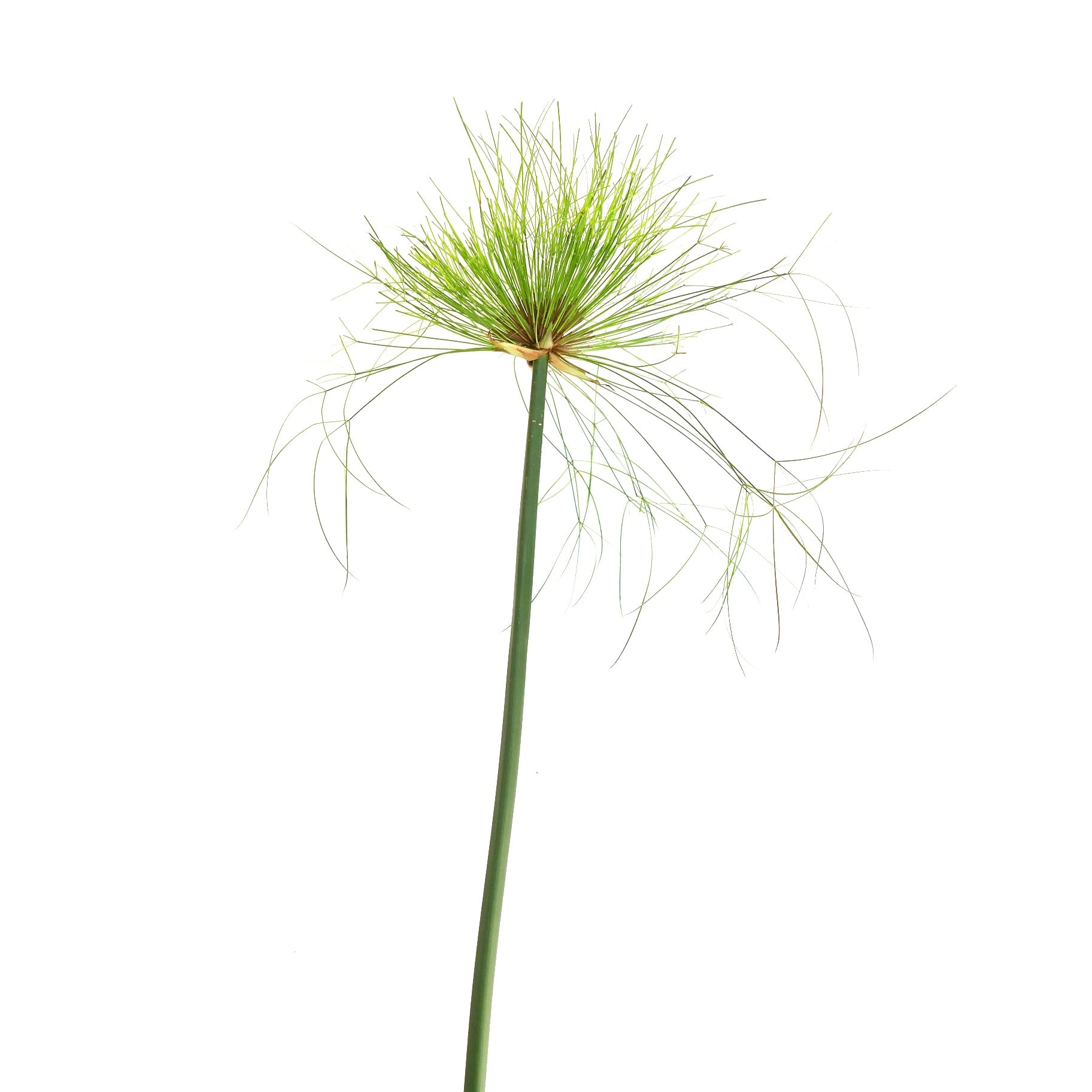 Cyperus papyrus hoher grüner Stängel mit zartem, federartigem, schirmförmigem Laub