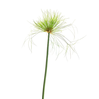 Cyperus papyrus hoher grüner Stängel mit zartem, federartigem, schirmförmigem Laub
