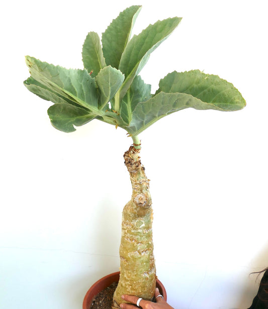 Rare succulente Cyphostemma cissus juttae avec caudex épais et grandes feuilles vertes