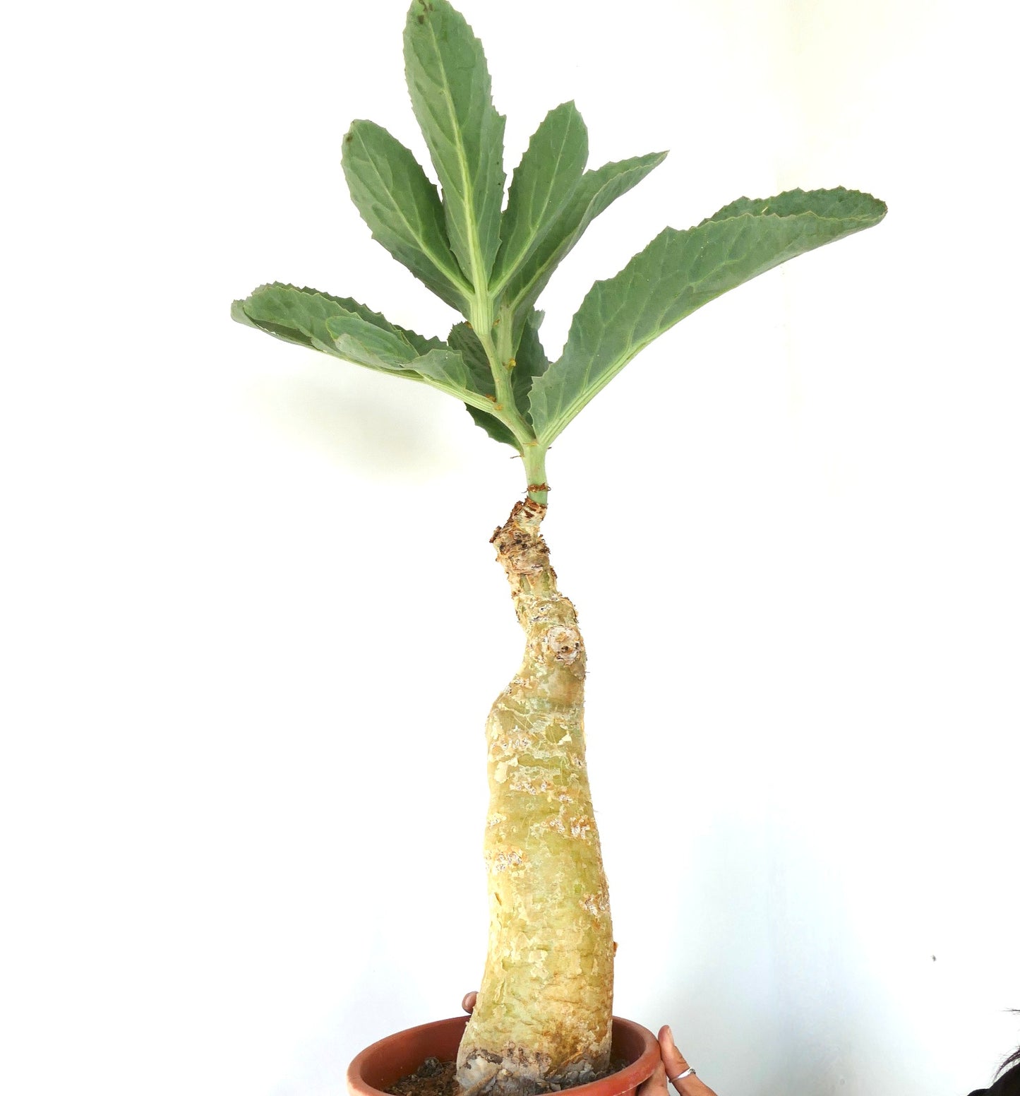 Suculenta Cyphostemma cissus juttae con caudex grueso y hojas verdes anchas, ejemplar