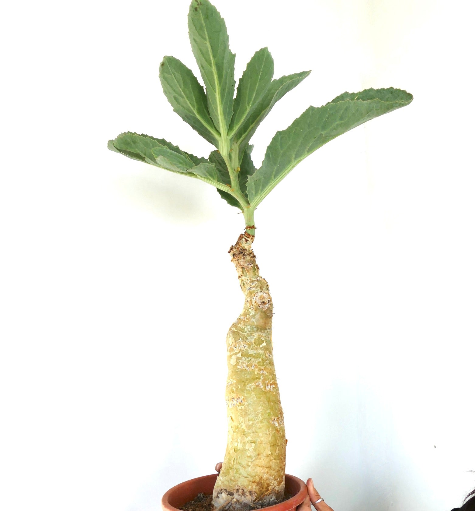 Suculenta Cyphostemma cissus juttae con caudex grueso y hojas verdes anchas, ejemplar