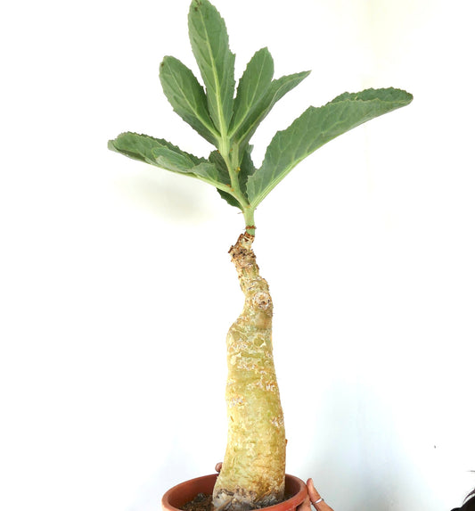 Cyphostemma cissus juttae succulent avec caudex épais et larges feuilles vertes spécimen