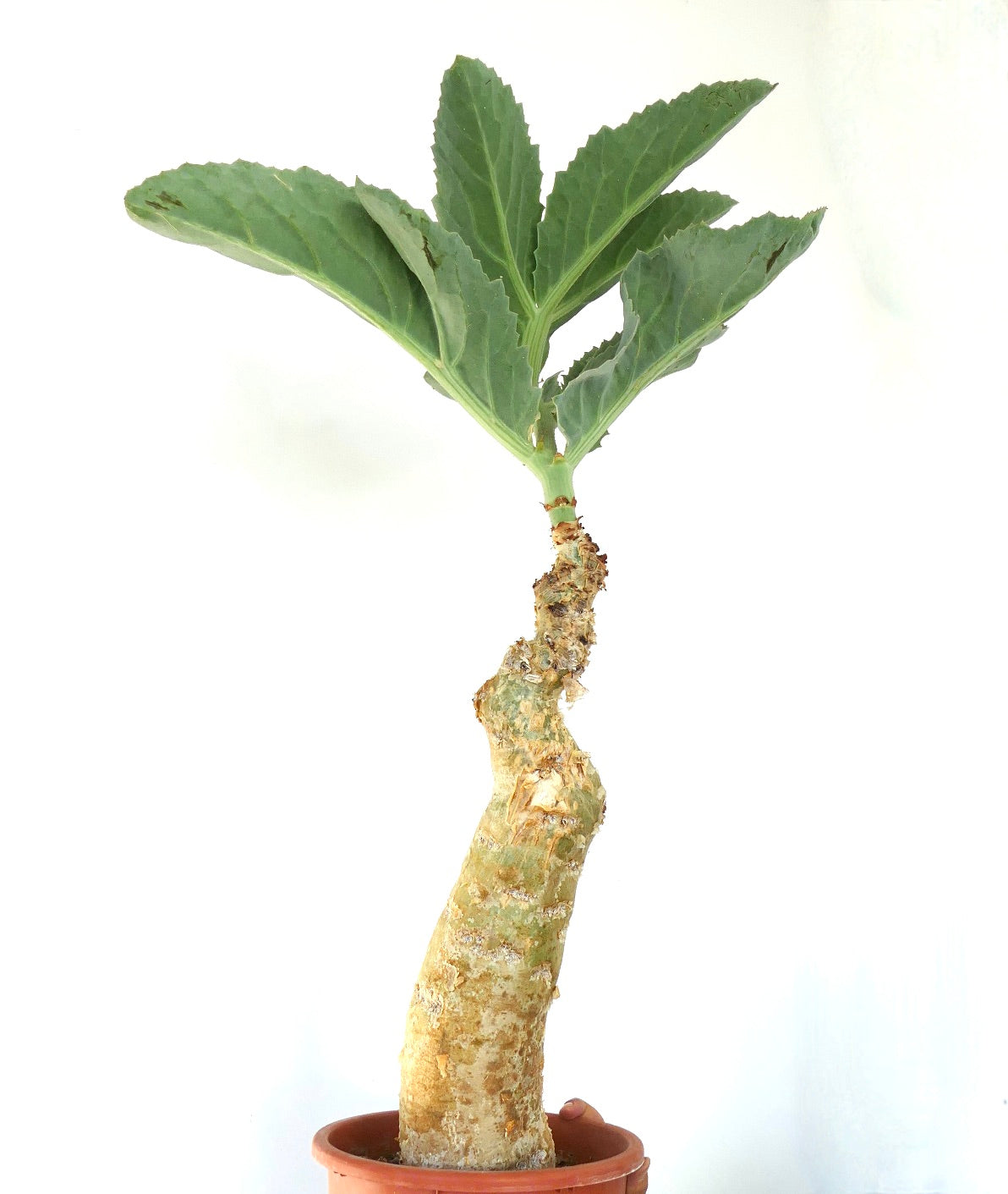 Suculenta Cyphostemma cissus juttae con caudex grueso y grandes hojas verdes, ejemplar