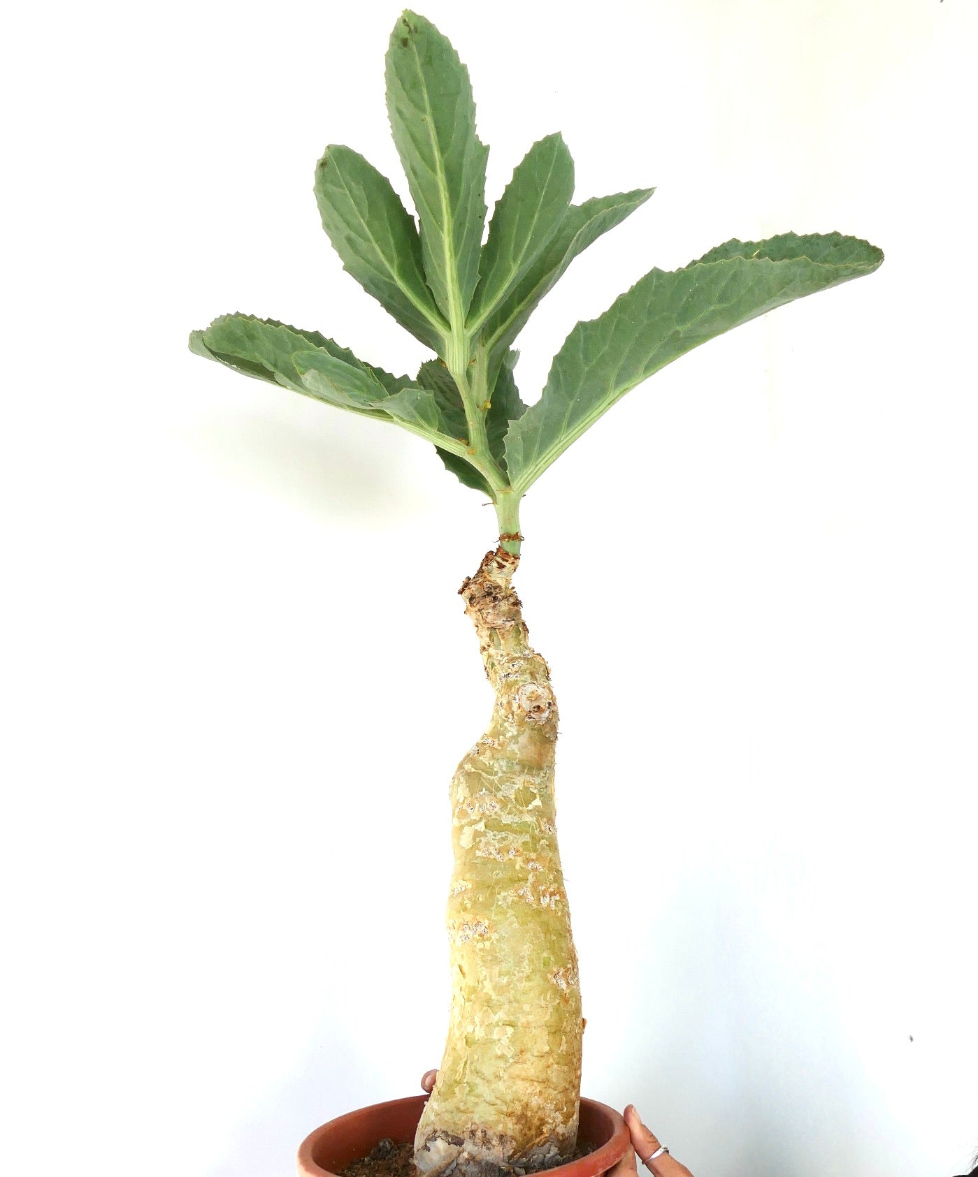 Cyphostemma cissus juttae suculenta rara con grueso caudex y hojas anchas verdes