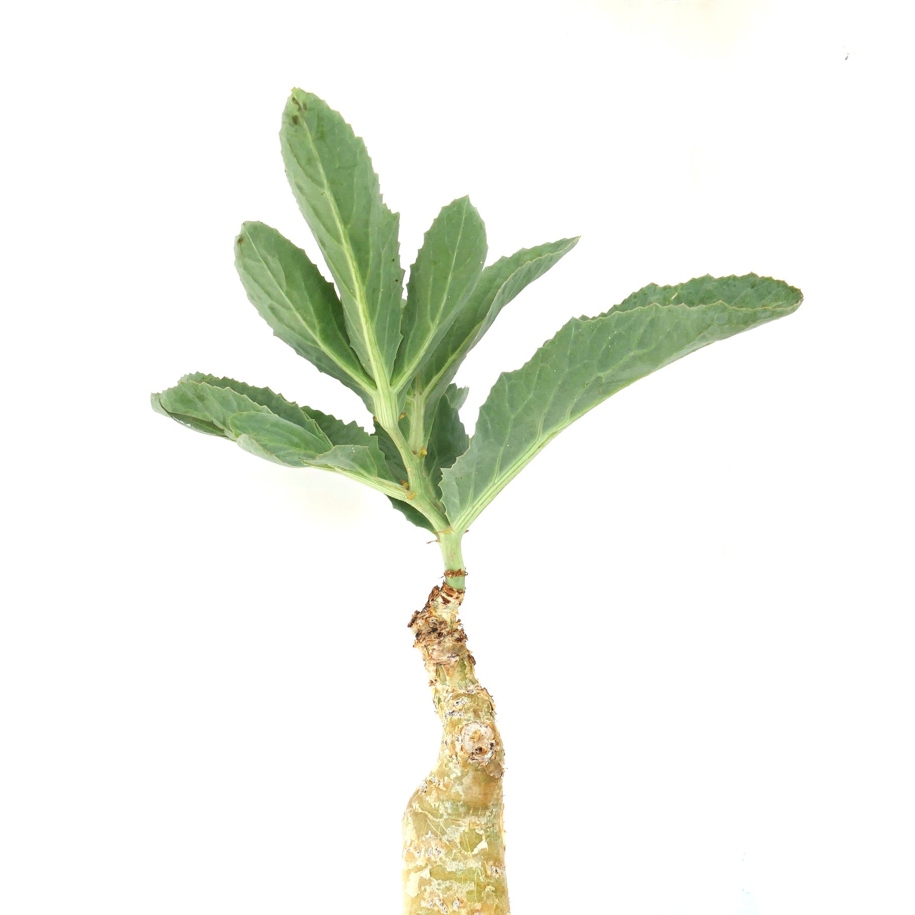 Cyphostemma cissus juttae suculenta rara con caudex grueso y grandes hojas verdes