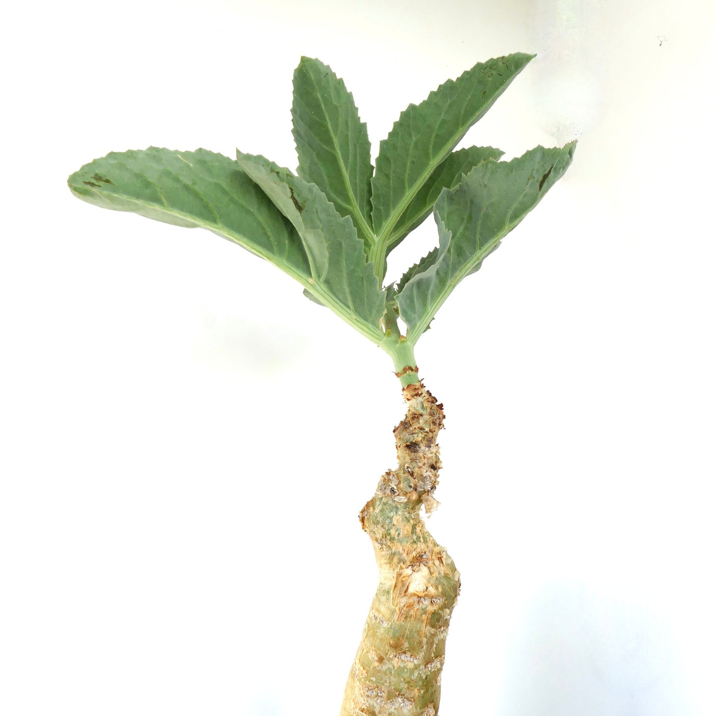 Suculenta Cyphostemma cissus juttae con un caudex grueso y ejemplar de grandes hojas verdes