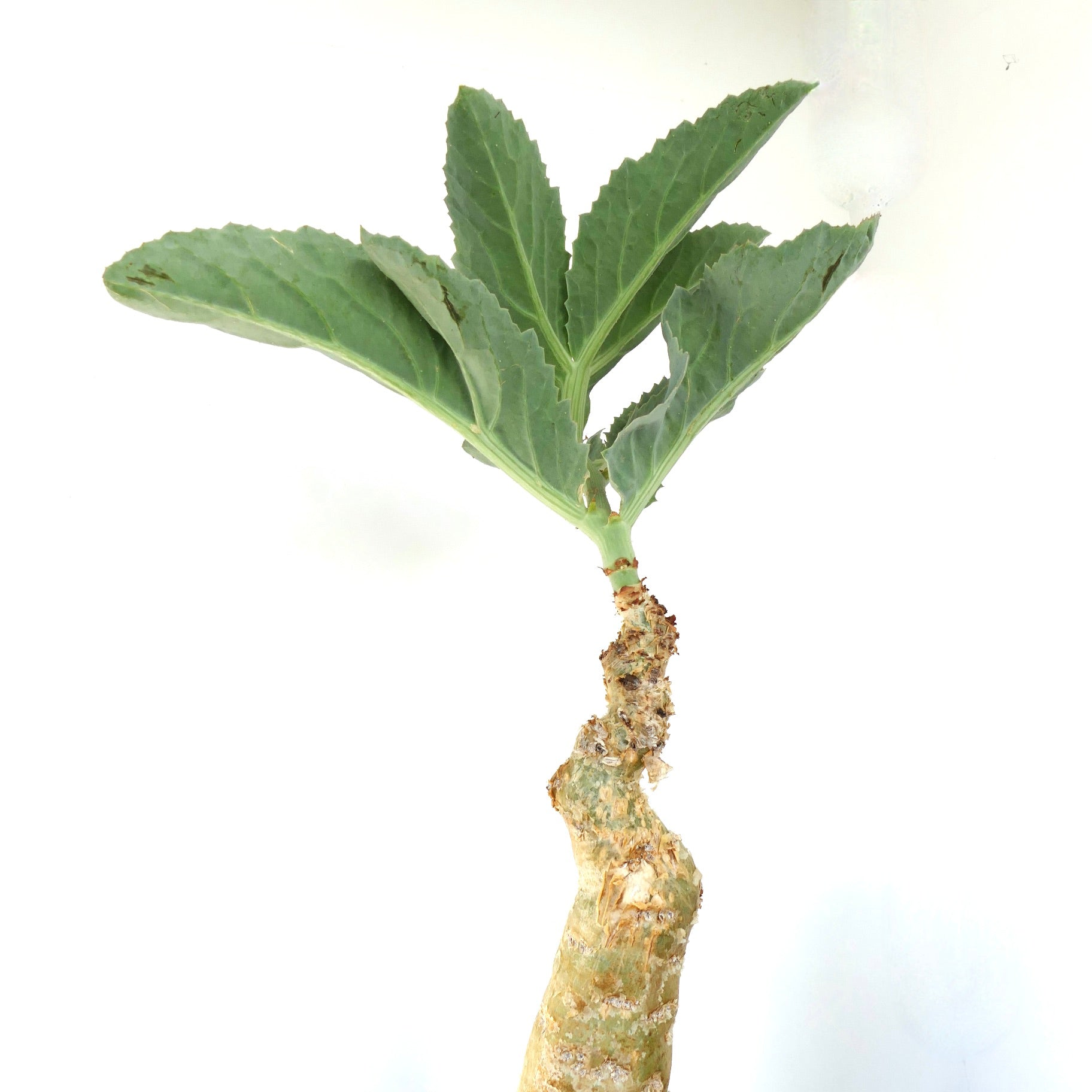 Suculenta Cyphostemma cissus juttae con un caudex grueso y ejemplar de grandes hojas verdes