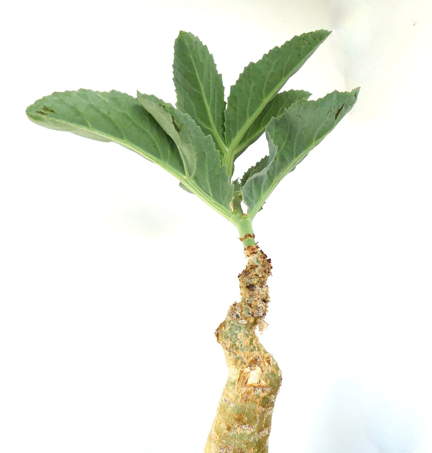 Suculenta Cyphostemma cissus juttae con grueso caudex y hojas grandes verdes ejemplar