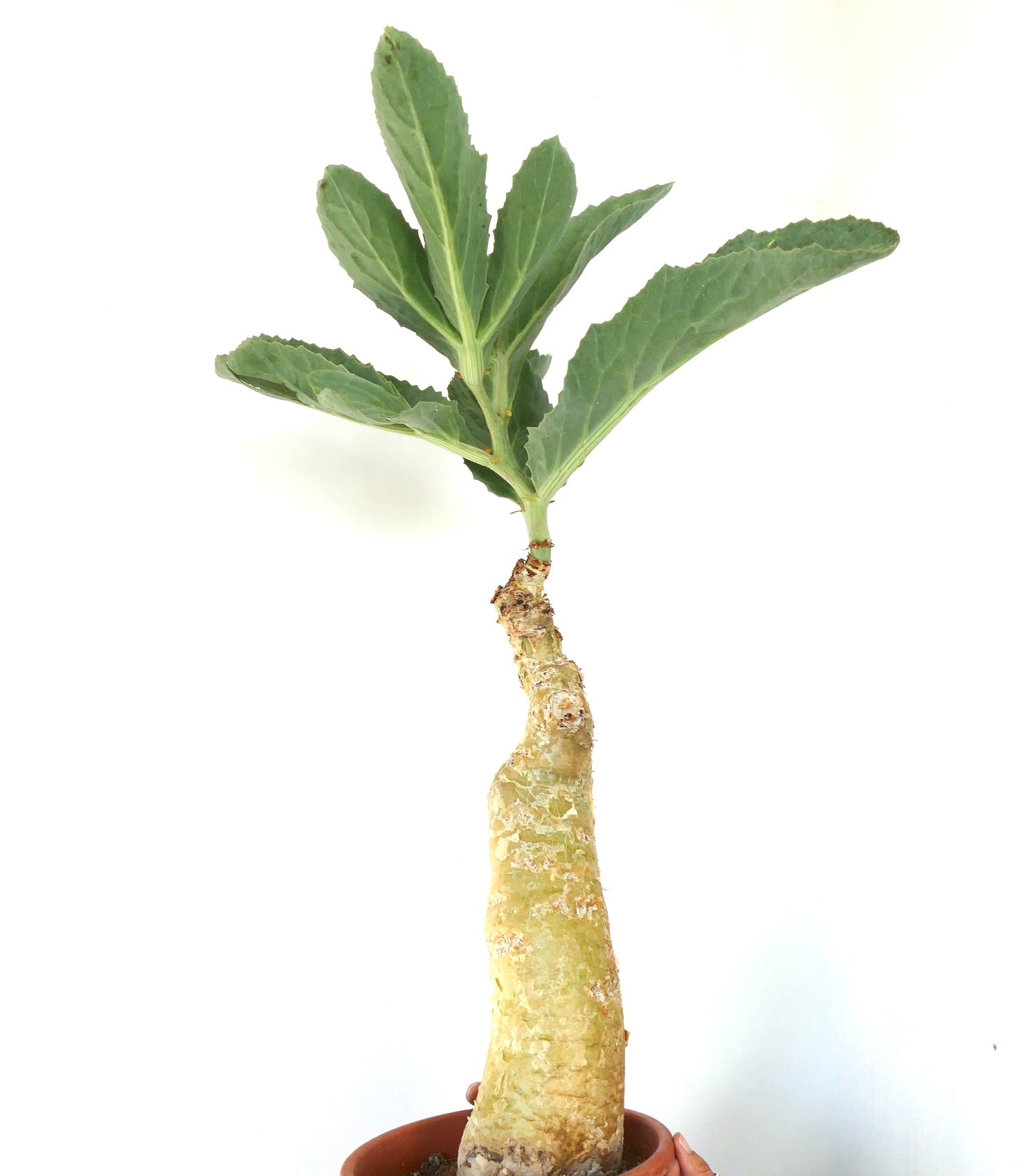 Suculenta Cyphostemma cissus juttae con caudex grueso y grandes hojas verdes espécimen