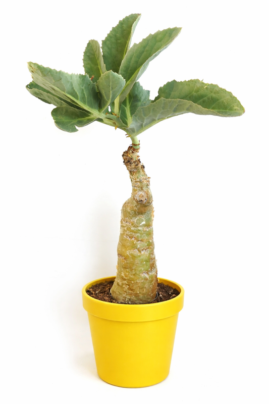 Suculenta Cyphostemma juttae con caudex grueso y hojas verdes anchas en maceta amarilla