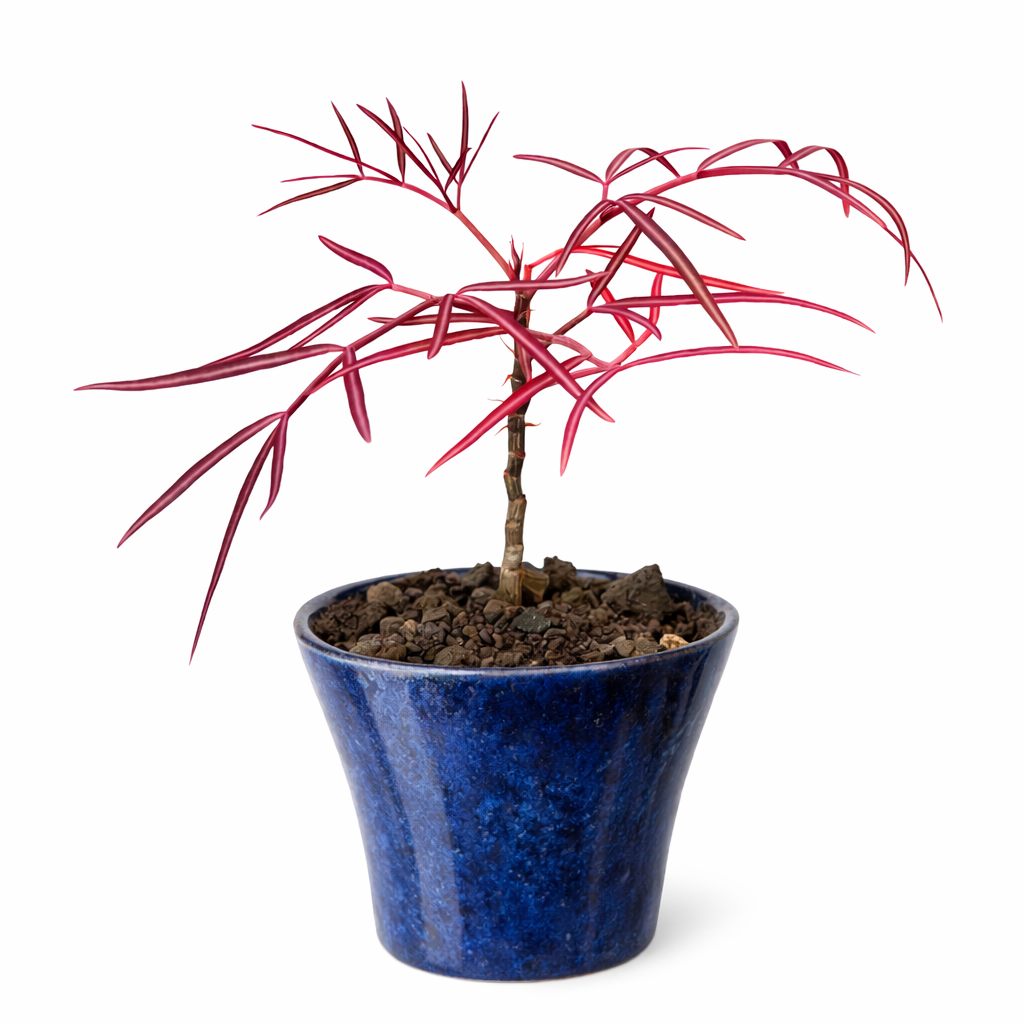 Cyphostemma mappia rare succulent aux feuilles fines rouges dans un pot en céramique bleu