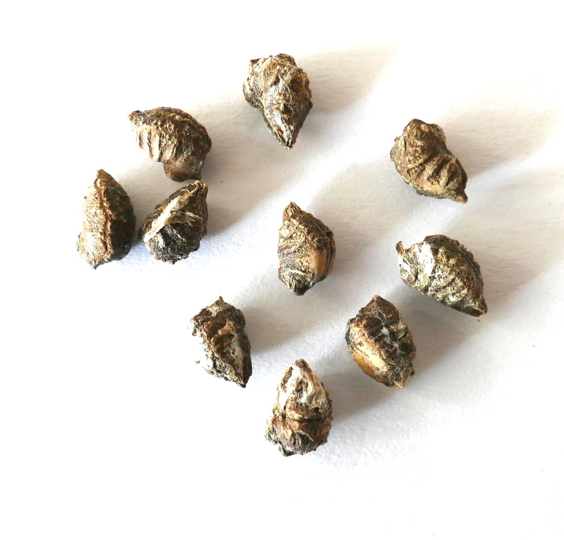 Graines de Cyphostemma mappia avec surfaces texturées rugueuses marron et beige dispersées sur fond blanc