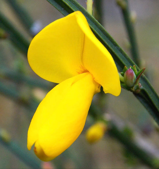 Cytisus scoparius bright yellow pea-like flower with green slender stems and buds