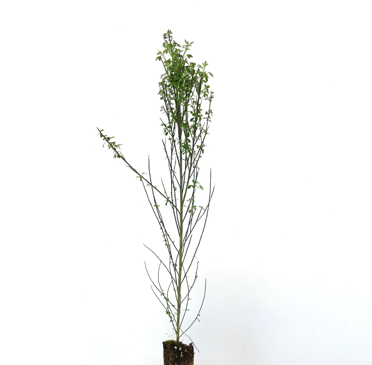 Cytisus scoparius var. scoparius 50-80cm