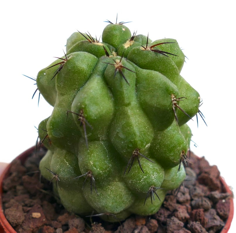 Copiapoa cinerea KIKKO GREEN X Copiapoa hypogaea RNM46