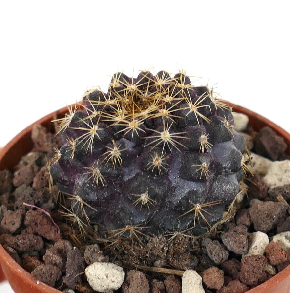 Copiapoa tenuissima SOUTH-EAST OF ANTOFAGASTA HE051-25