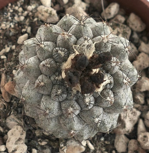 Copiapoa hypogaea GREY X Copiapoa humilis 15RR