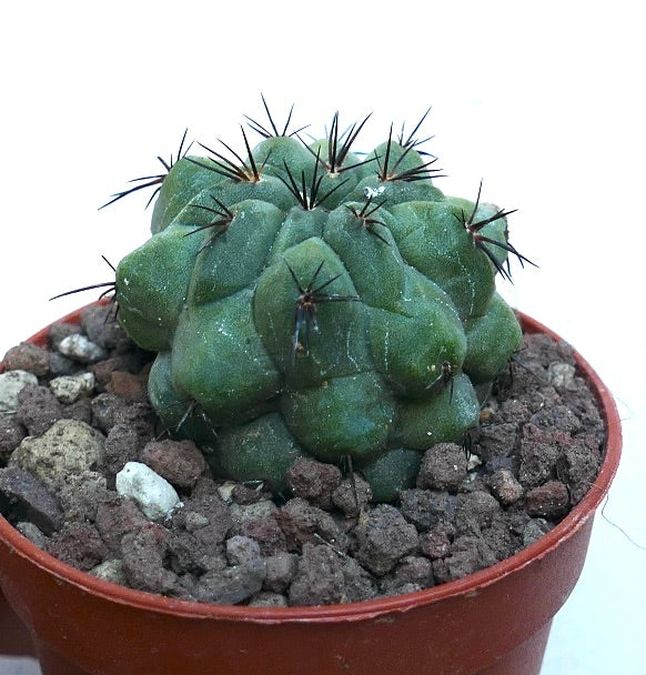 Copiapoa cinerea KIKKO GREEN X Copiapoa hypogaea SG4