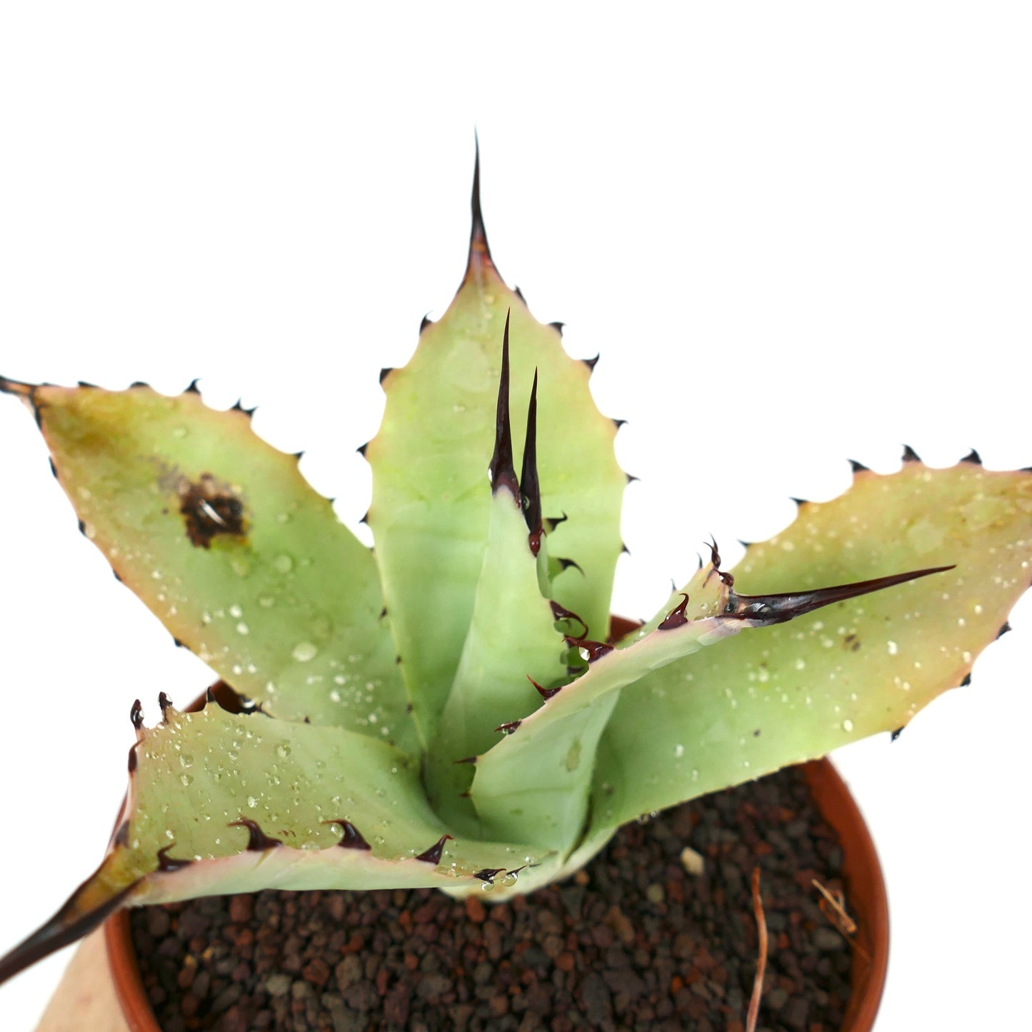 Agave bovicornuta X Agave applanata (Mr Corsi) MM9