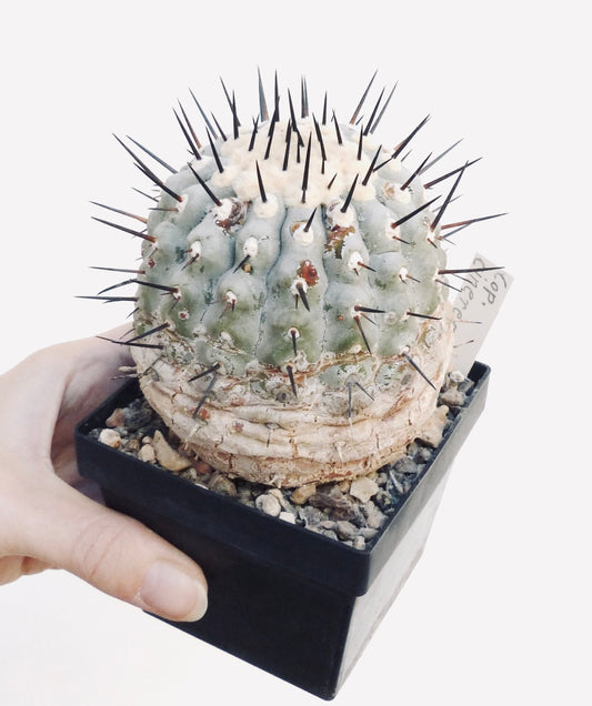 Copiapoa cinerea SUPER GREY