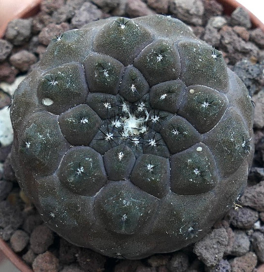 Copiapoa hypogaea GREY T10