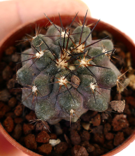 Copiapoa griseoviolacea X atacamensis XY2