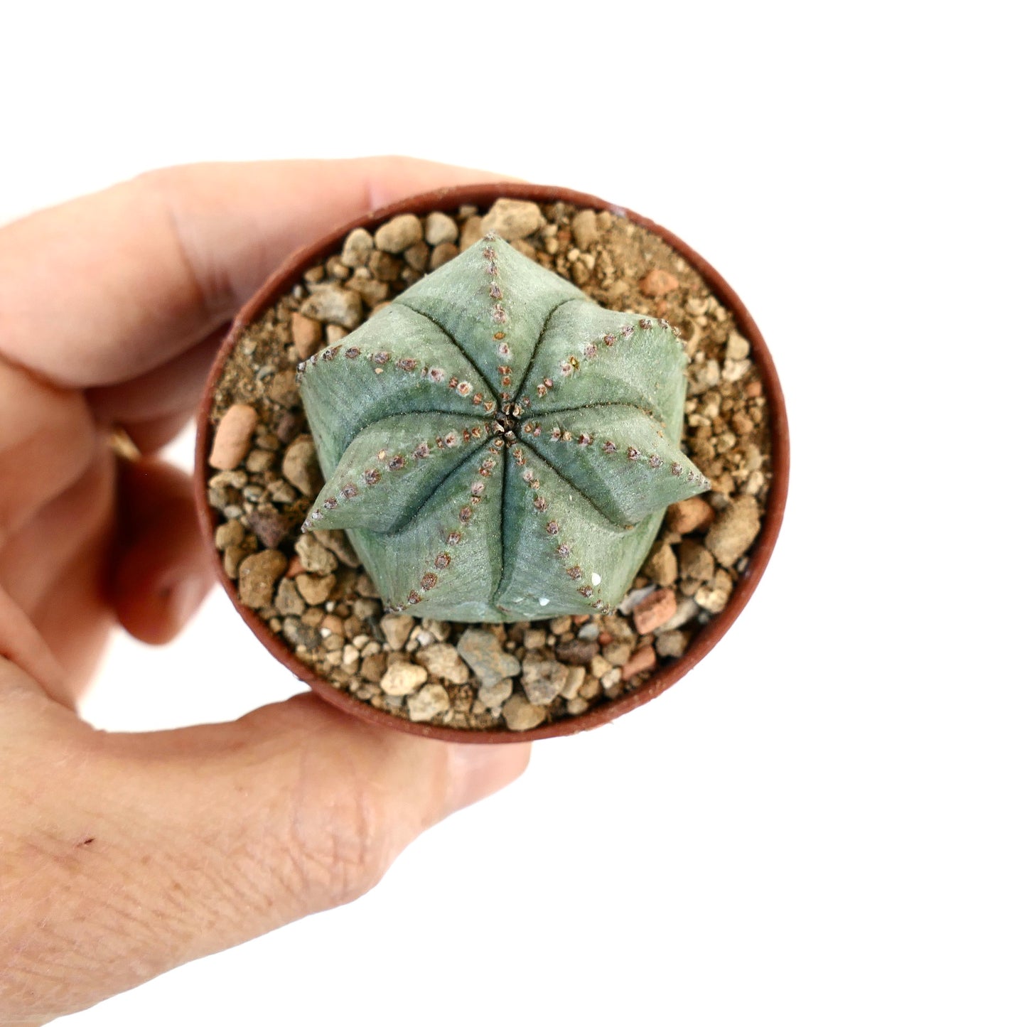 Euphorbia obesa X Euphorbia horrida 37MA