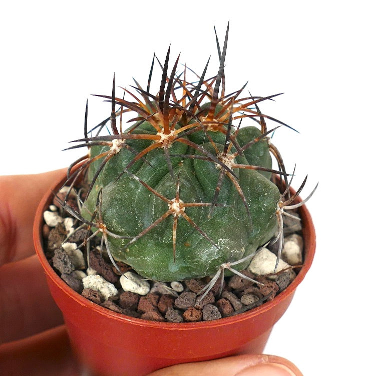 Copiapoa solaris R7