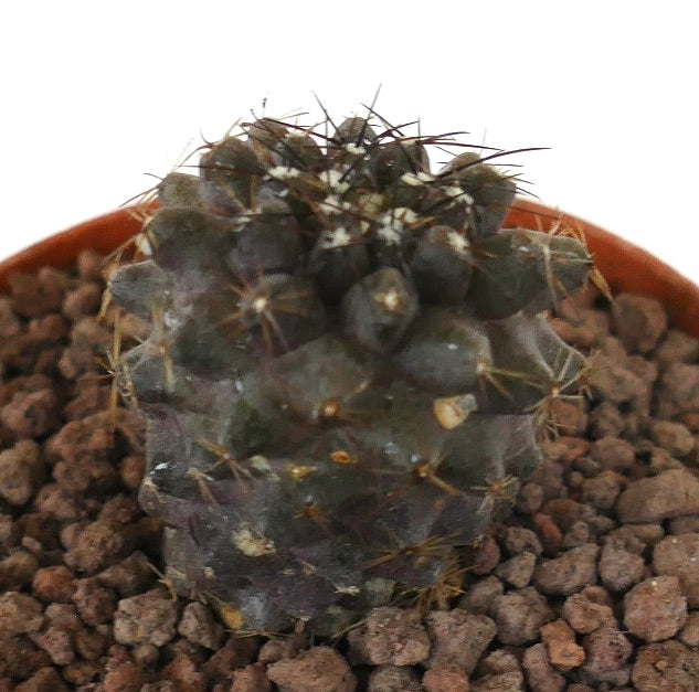 โคปิอาโพอา ฮูมิลิส x อาตากาเมนซิส กระบองเพชรขนาดเล็กสีเข้มกับหนามแหลมในดินหิน