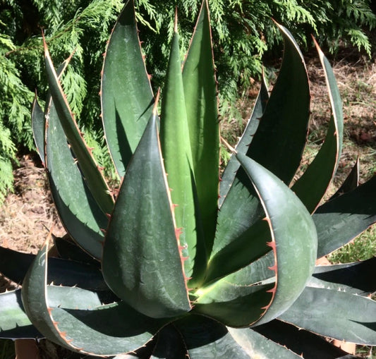 Agave garciae-mendozae 30-40cm